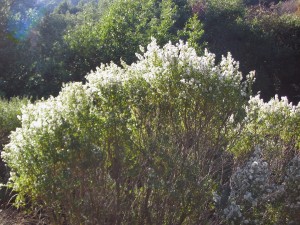 Baccharis-en-pied