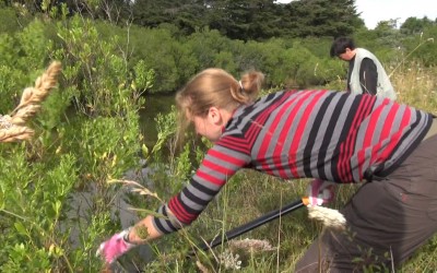 Une grande opération Baccharis les 17 juillet et 6 août route de Bel-air