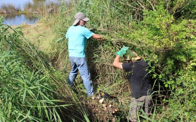 Une journée pleine de vigueur contre les Baccharis