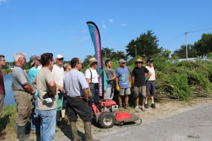 Coupe-Baccharis-2-2014