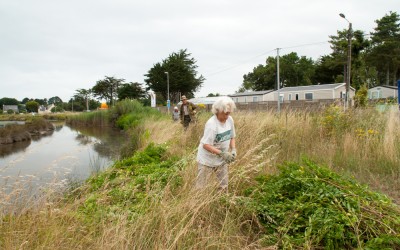 Chantier de coupe de Baccharis : c’est vendredi matin prochain le 7 août 2015 à 9 heures