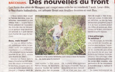 Lutte contre le Baccharis : mission accomplie pour le chantier du 7 août 2015