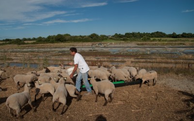 Eco-pâturage à Mesquer : le projet progresse bien