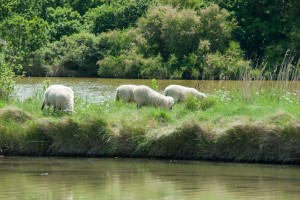 Eco-paturage-sur-marais-salants1