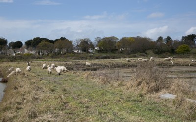 Les moutons de Maurice Brosseau s’occupent déjà des talus de marais