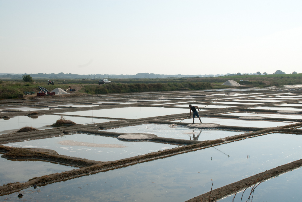 Cet été, donnez quelques heures pour faire connaitre la production de sel à Mesquer