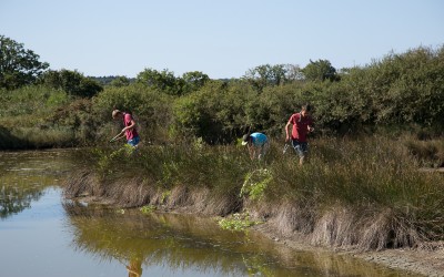 Chantier de Baccharis Mardi 25 juillet 2017 à 9 heures