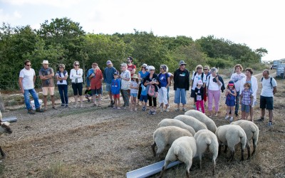 Une belle affluence pour la visite avec l’éleveur de brebis.