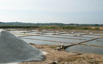 La vie sauvage au Marais du Rostu et les menaces sur la biodiversité