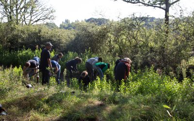 Participer au chantier de lutte contre le lutte contre le Baccharis à Kercabellec