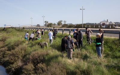 Participez à protection de la biodiversité de Mesquer : chantier de coupe de Baccharis
