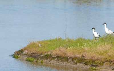 Le film : Dans l’intimité des avocettes du Bassin du Mès